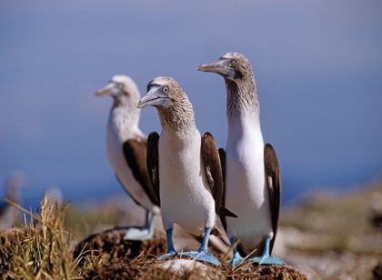 Picture of BLUE-FOOTED BOOBIES