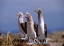 Picture of BLUE-FOOTED BOOBIES