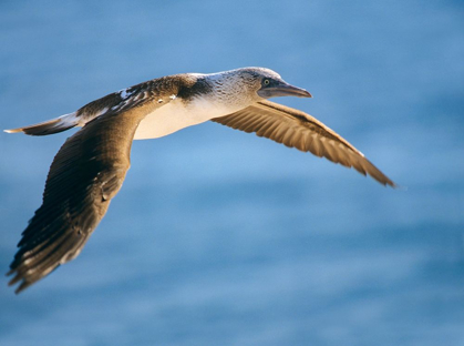 Picture of BLUE-FOOTED BOOBY IN FLIGHT