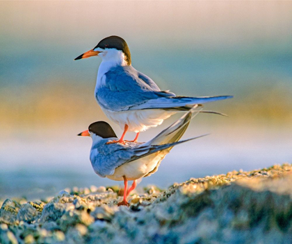 Picture of COMMON TERNS