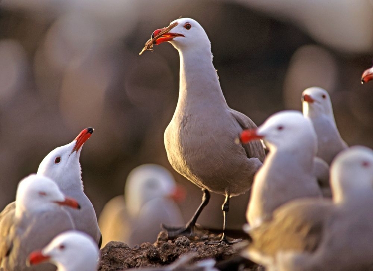 Picture of HEERMANS GULLS