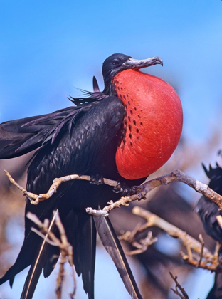 Picture of MAGNIFICENT FRIGATEBIRD IN COURTSHIP DISPLAY