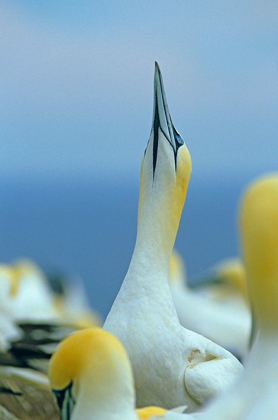 Picture of NORTHERN GANNET I