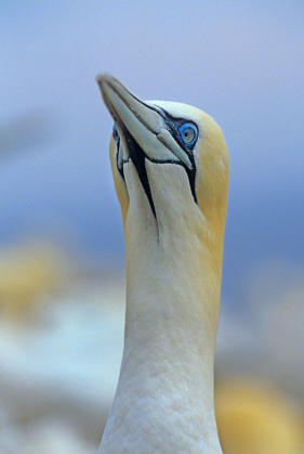 Picture of NORTHERN GANNET II