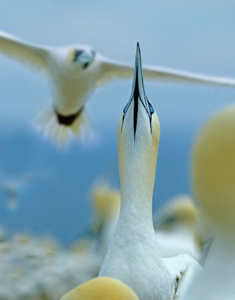 Picture of NORTHERN GANNETS AT ROOKERY-BONAVENTURE ISLAND-QUEBEC