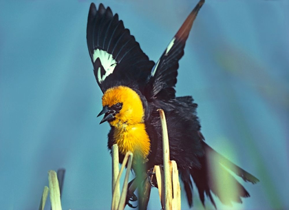 Picture of YELLOW-HEADED BLACKBIRD