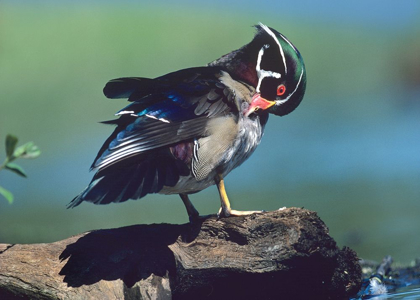 Picture of WOOD DUCK DRAKE PREENING