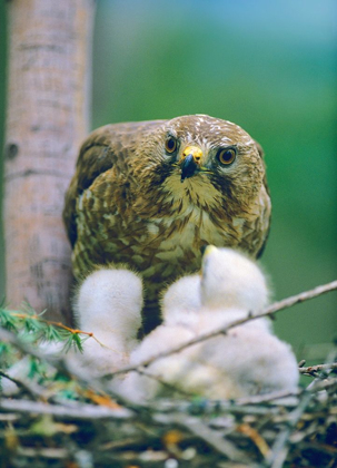 Picture of BROAD-WINGED HAWK