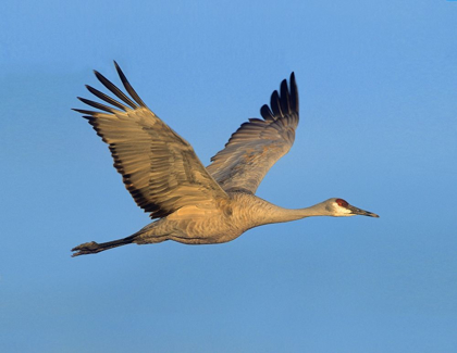 Picture of SANDHILL CRANE