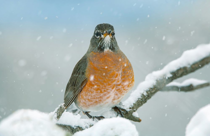 Picture of AMERICAN ROBIN WITH SNOW