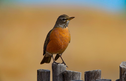 Picture of AMERICAN ROBIN