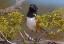 Picture of RUFOUS-SIDED TOWHEE