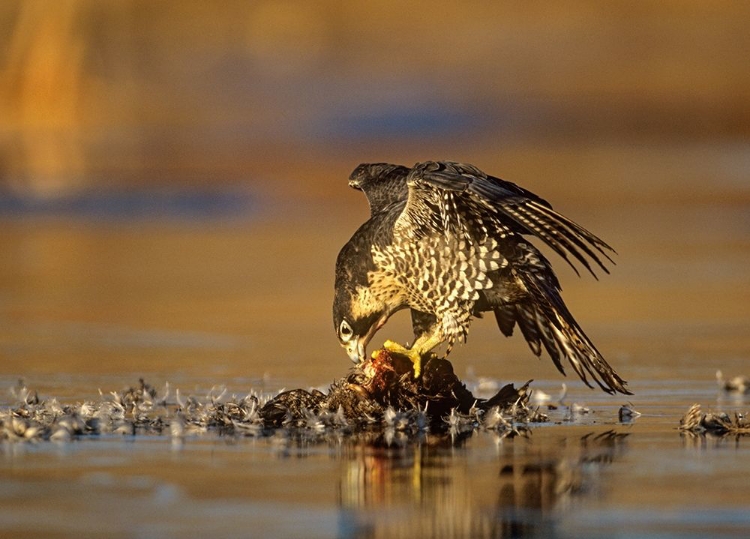 Picture of PEREGRINE FALCON WITH PREY