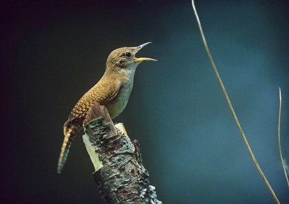 Picture of HOUSE WREN SINGING