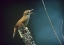 Picture of HOUSE WREN SINGING