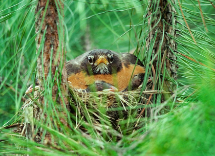 Picture of AMERICAN ROBIN ON NEST WITH YOUNG