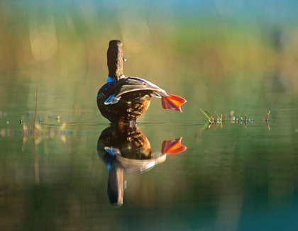 Picture of NORTHERN SHOVELER DUCK STRETCHING