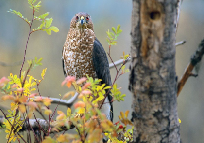 Picture of COOPERS HAWK