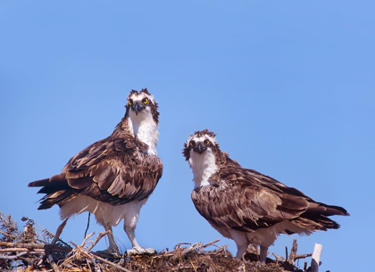 Picture of OSPREYS ON NEST