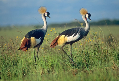 Picture of CROWNED CRANES PAIR
