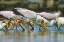 Picture of YELLOW-BILLED STORKS FEEDING-KENYA