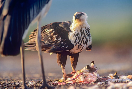 Picture of AFRICAN FISH EAGLE OVER FLAMIGO CARCASS-KENYA