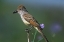 Picture of ASH-THROATED FLYCATCHER WITH INSECT