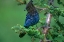 Picture of STELLERS JAY