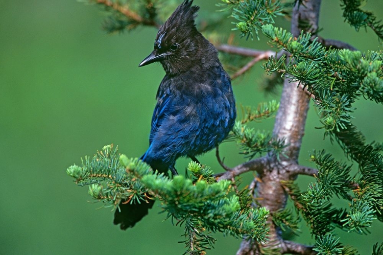 Picture of STELLERS JAY