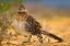 Picture of GREATER ROADRUNNER SUNNING