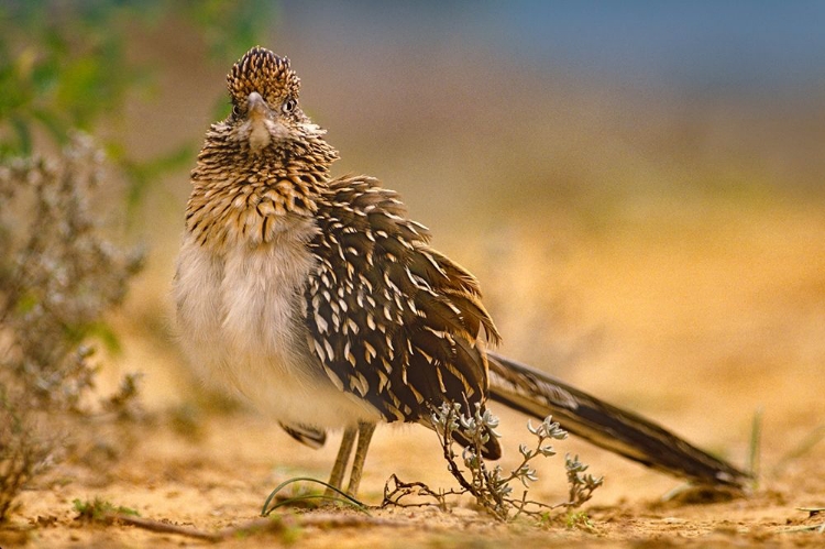 Picture of GREATER ROADRUNNER SUNNING