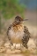 Picture of GREATER ROADRUNNER