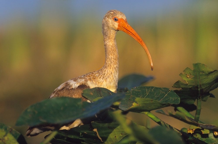 Picture of IMMATURE WHITE IBIS