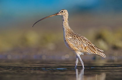 Picture of LONG-BILLED CURLEW