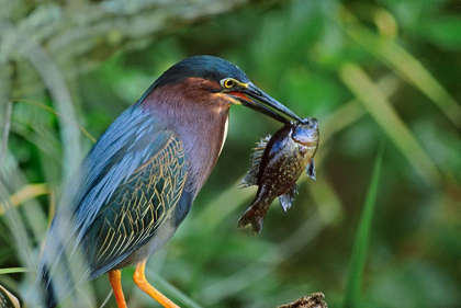 Picture of GREEN HERON WITH FISH