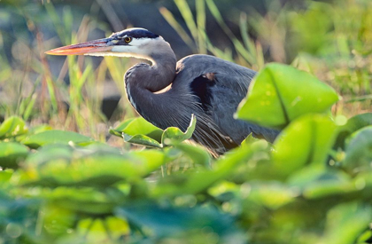 Picture of GREAT BLUE HERON IN LILY PADS