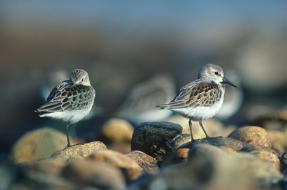 Picture of WESTERN SANDPIPERS