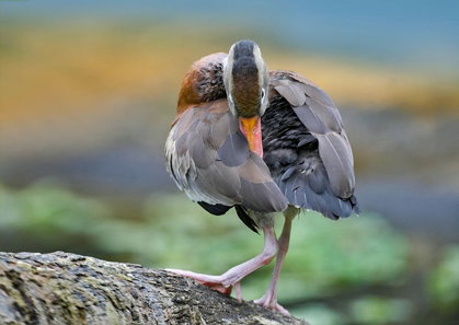 Picture of BLACK-BELLIED WHISTLING DUCK PREENING
