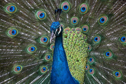 Picture of PEACOCK I