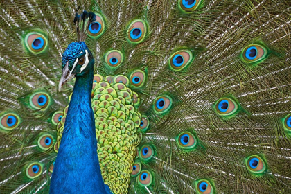 Picture of PEACOCK II