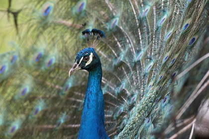 Picture of PEACOCK III