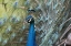 Picture of PEACOCK III