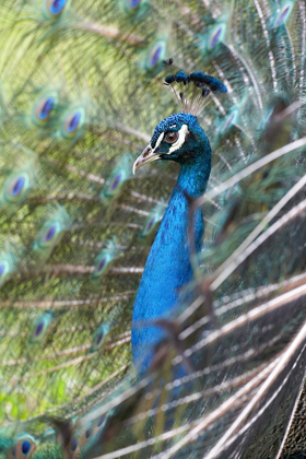 Picture of PEACOCK IV