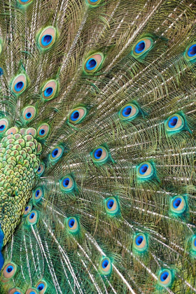 Picture of PEACOCK FEATHERS