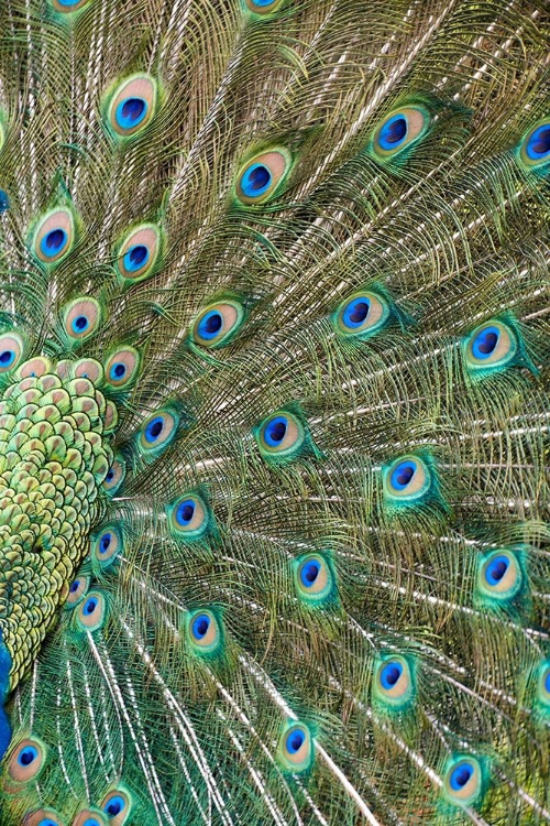 Picture of PEACOCK FEATHERS
