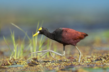 Picture of NORTHERN JACANA I