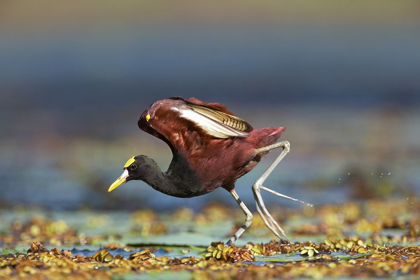 Picture of NORTHERN JACANA II