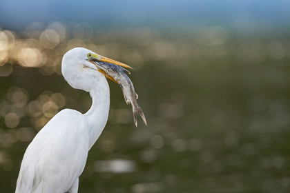 Picture of GREAT EGRET WITH FISH