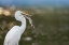 Picture of GREAT EGRET WITH FISH