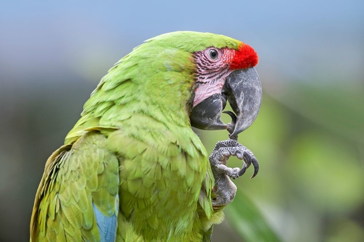 Picture of BUFFON MACAW